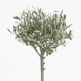 Olea Europaea 90cm im 19cm Topf Nahaufnahme