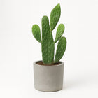 Opuntia Rubescens Consolea - 35cm in einem modernen Studio mit modernem Topf