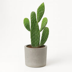 Opuntia Rubescens Consolea - 35cm