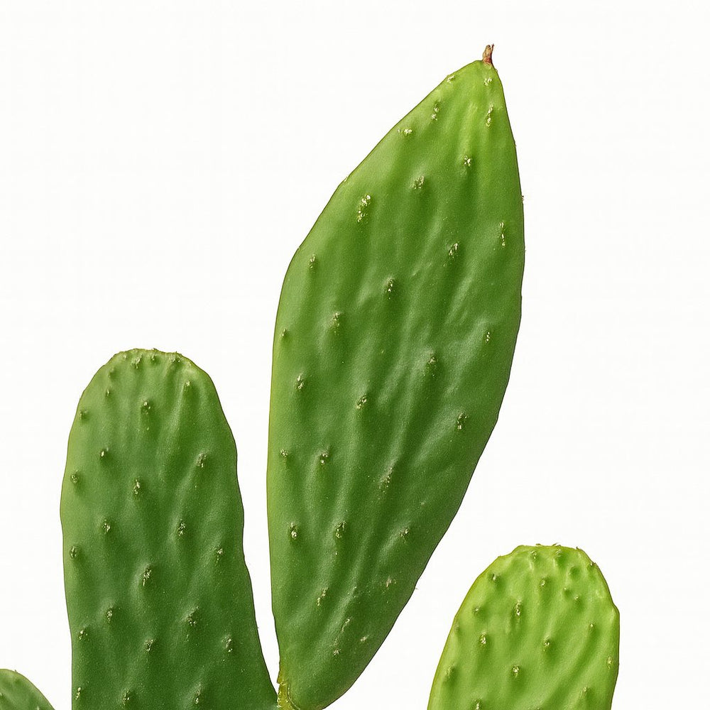 Opuntia Rubescens Consolea 35cm im 12cm Topf Nahaufnahme