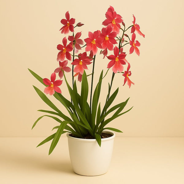 Orchidee: Cambria Nelly Isler 70cm im 19cm Topf