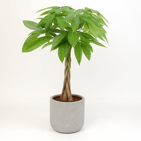 Pachira Aqautica - 80cm