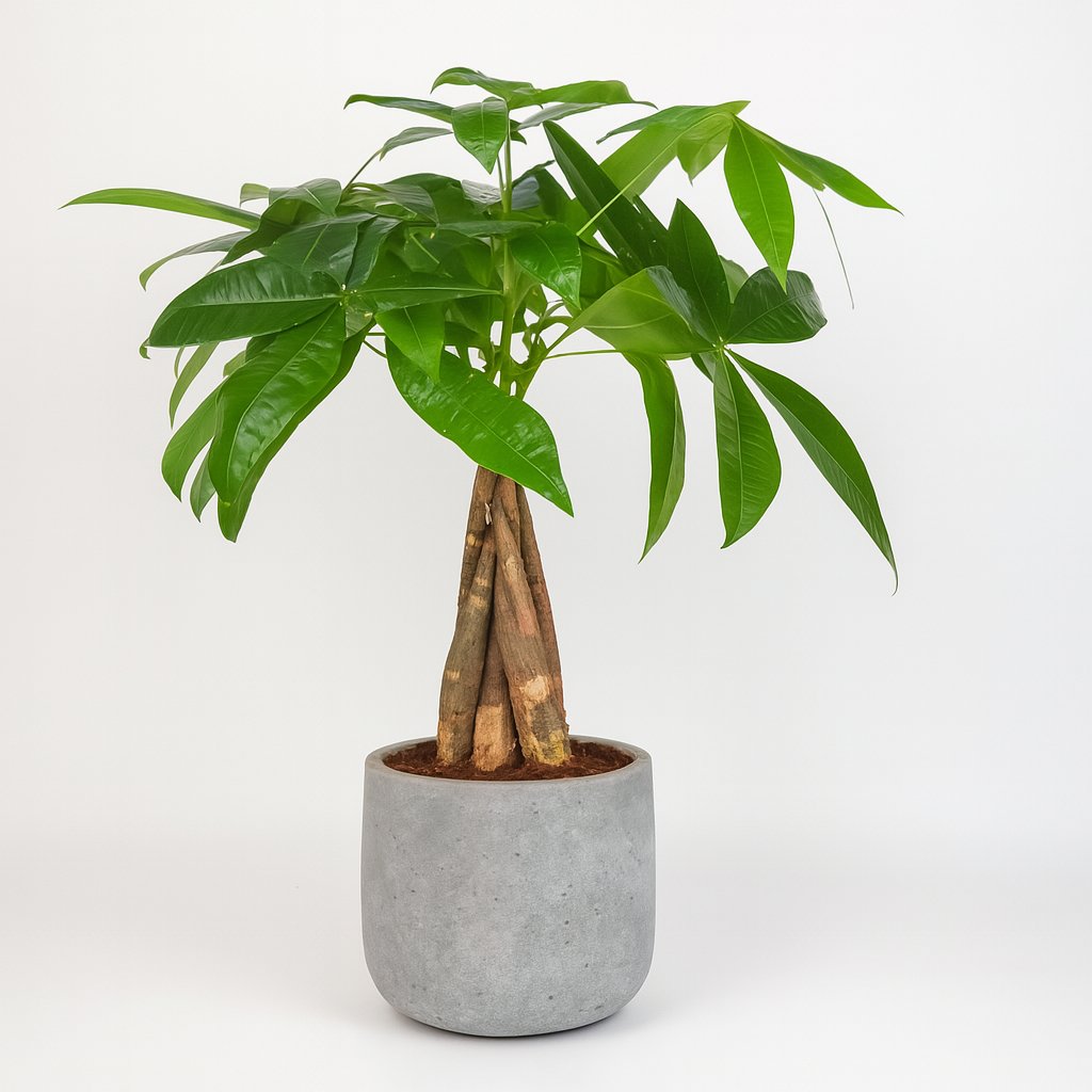 Pachira Aquatica - 35cm