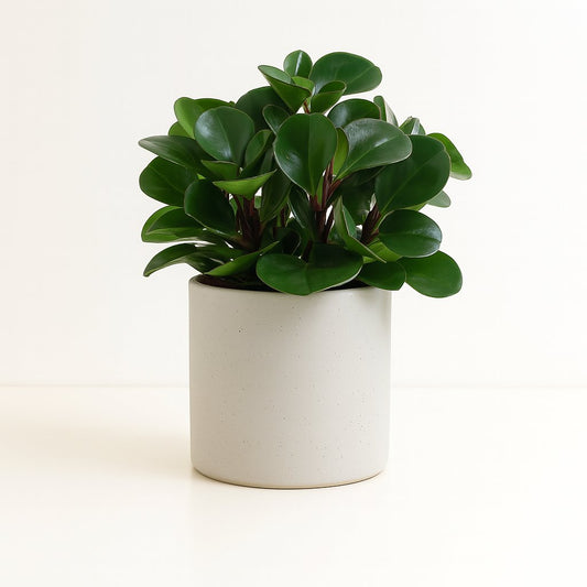Peperomia Burning Bush - 25cm
