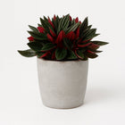 Peperomia Caperata Rosso 15cm im 11cm Topf