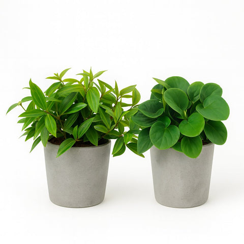 Peperomia Duo - 2 Stück - 15cm