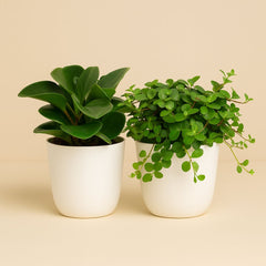 Peperomia Duo 1.0 - 2 Stück - 15cm
