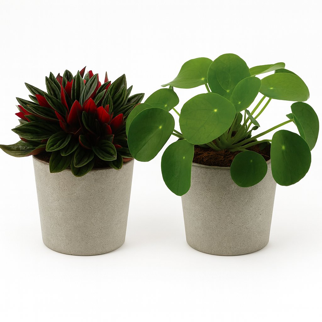 Peperomia Duo Rosso/Pilea Peperomioides - 2 Stück - 15cm
