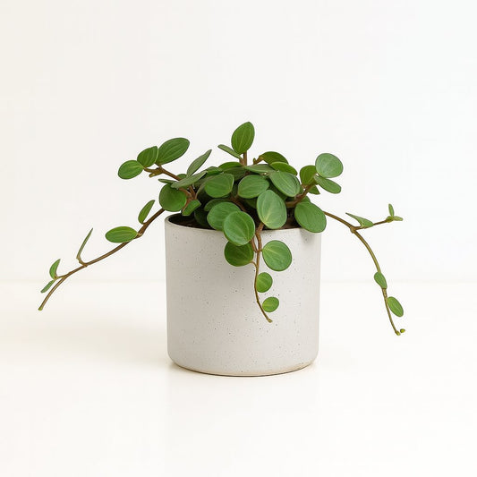 Peperomia Hope - 15cm