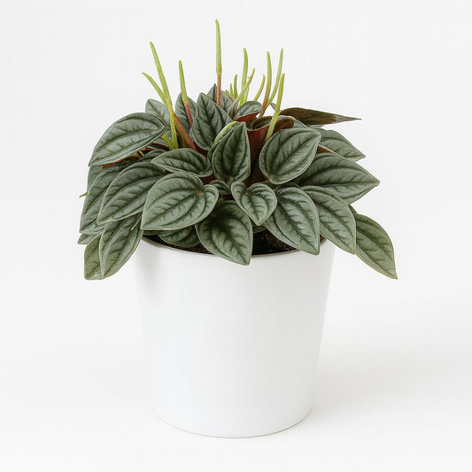 Peperomia Napoli Nights - 15cm