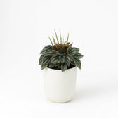 Peperomia Napoli Nights 15cm im 10,5cm Topf