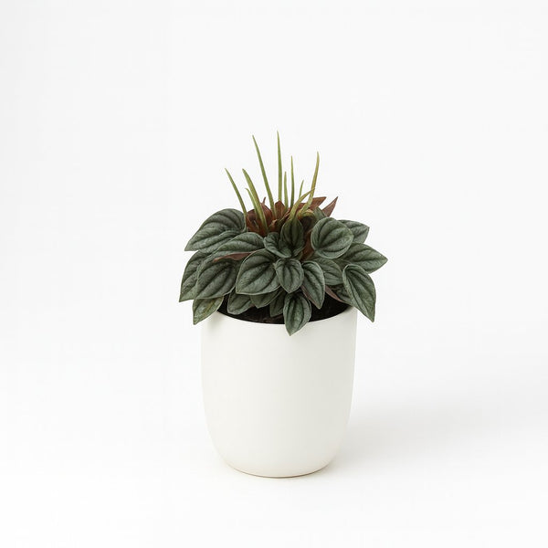 Peperomia Napoli Nights 15cm im 10,5cm Topf