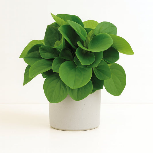 Peperomia Rana Verde - 15cm