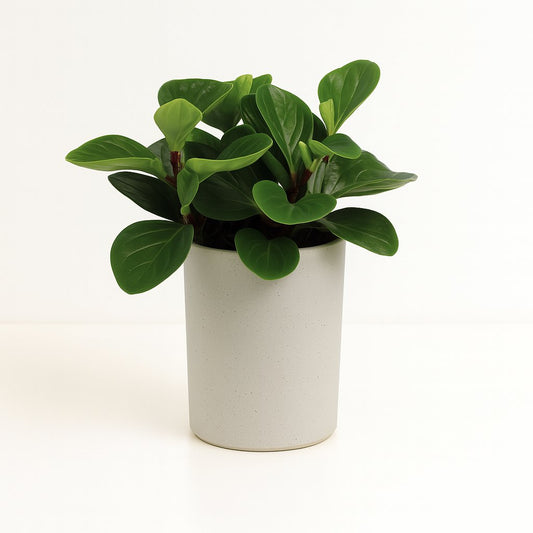 Peperomia Red Canyon - 25cm