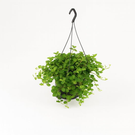 Peperomia Rotundifolia - 25cm
