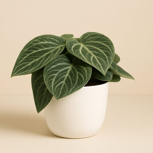 Peperomia Sarcophylla - 25cm
