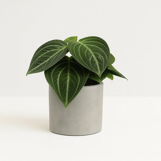 Peperomia Sarcophylla - 25cm