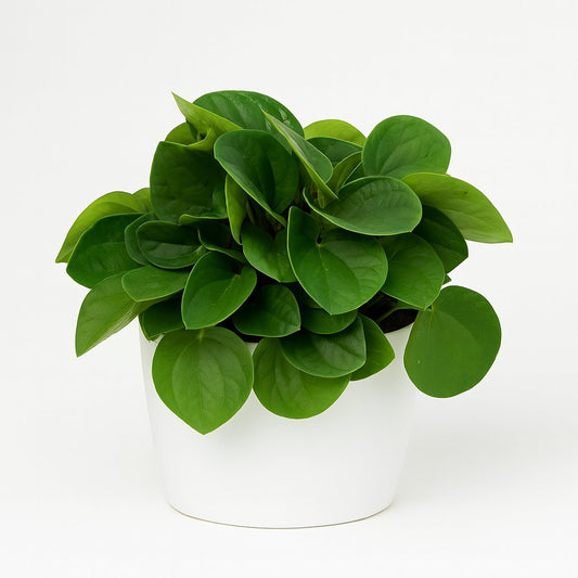 Peperomia Rana Verde - 15cm