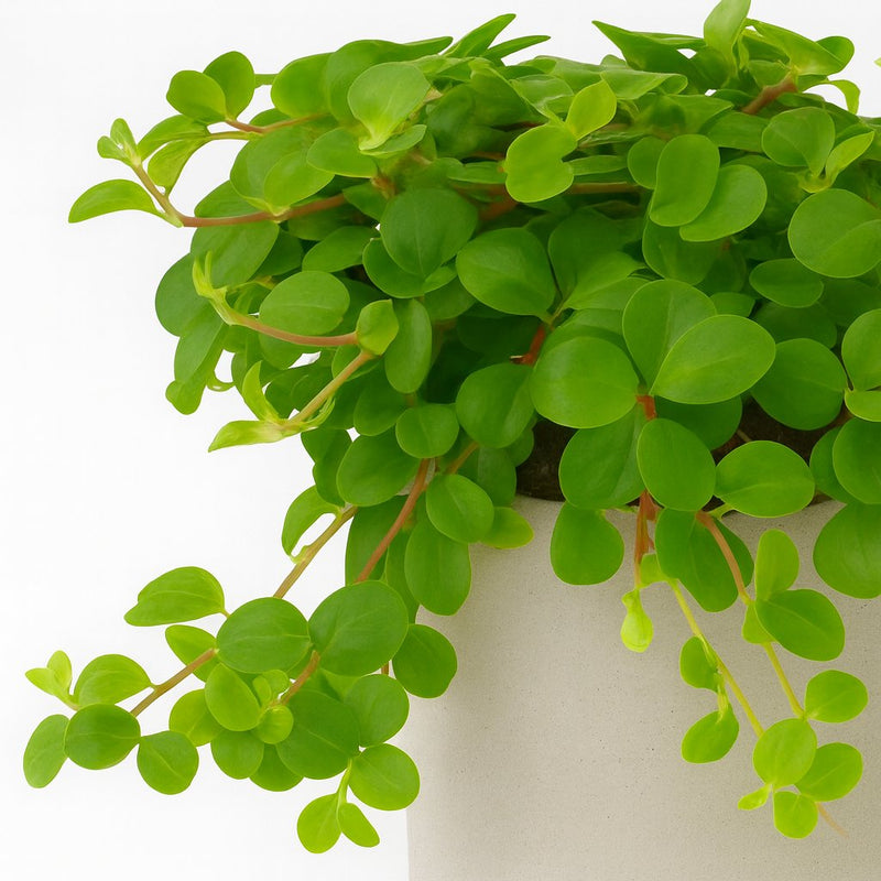 Peperomia Rotundifolia Detail