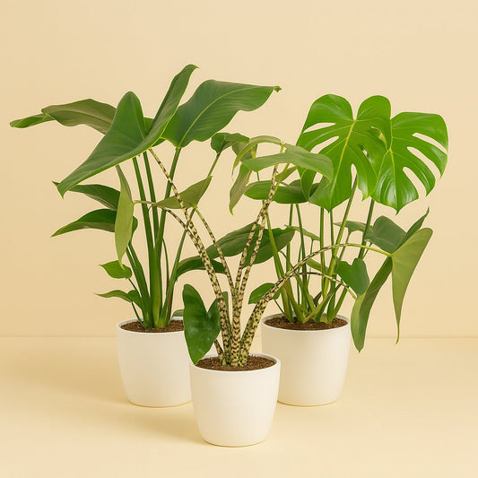 Pflanzenset "Urban Jungle Trio" (3 Stück) - 75cm