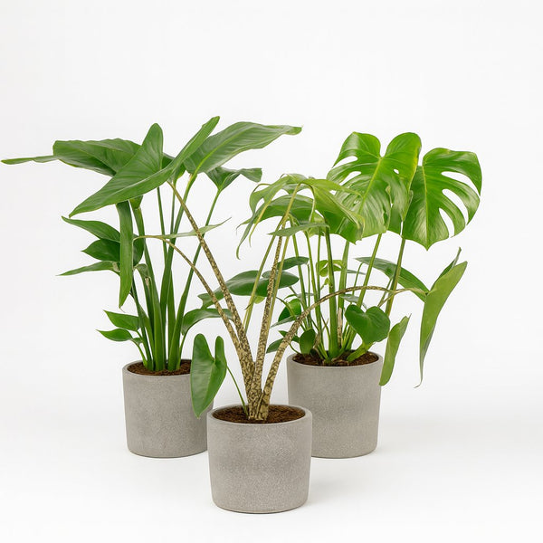 Pflanzenset Urban Jungle Trio | Robust & Unkaputtbar  Florage.de