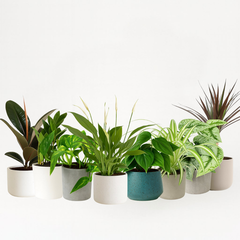 Pflegeleichtes Pflanzenset (groß)