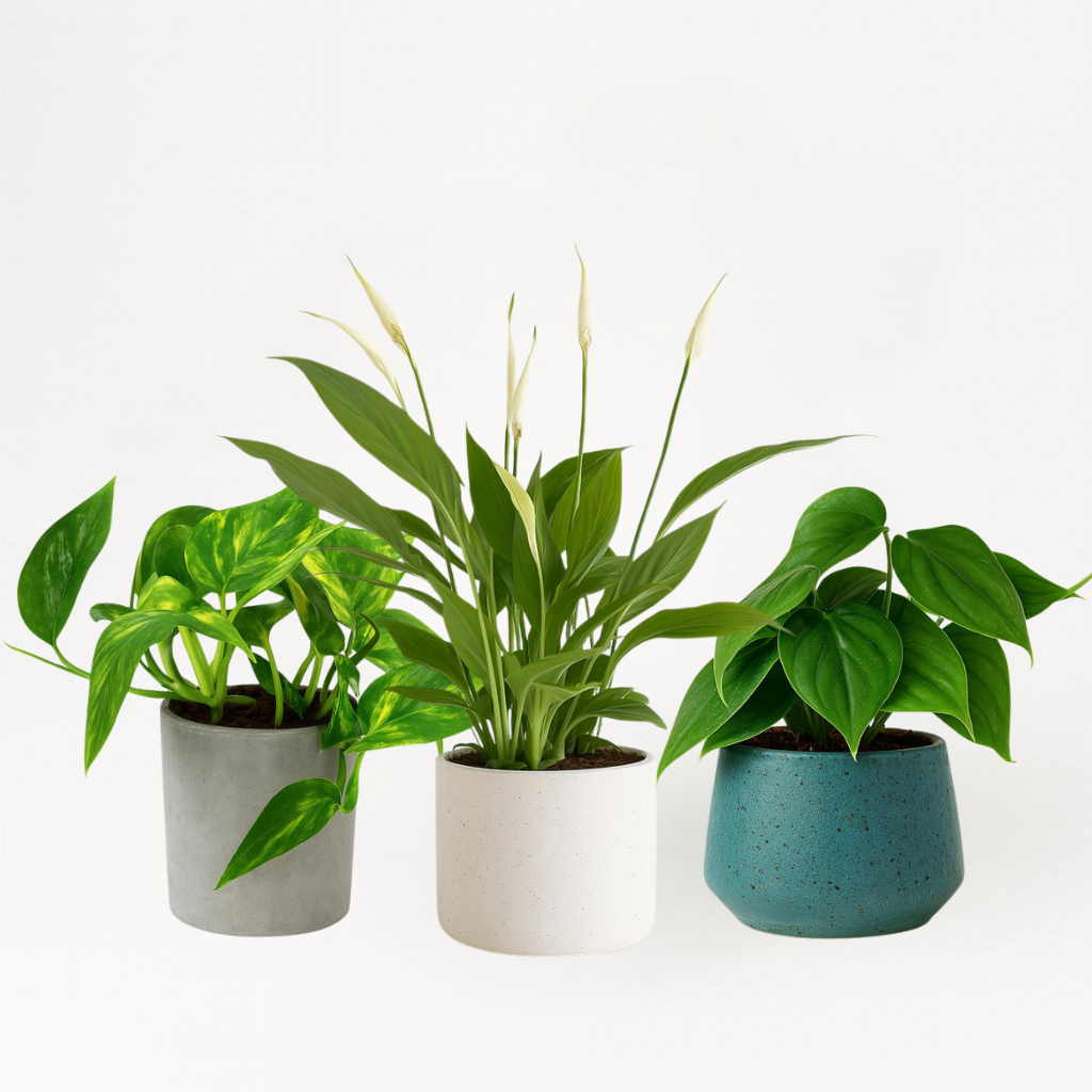 Pflegeleichtes Pflanzenset (klein)