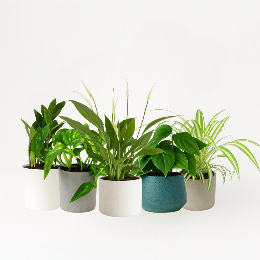 Pflegeleichtes Pflanzenset (mittel)