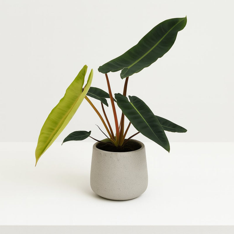Philodendron Billietiae Detail