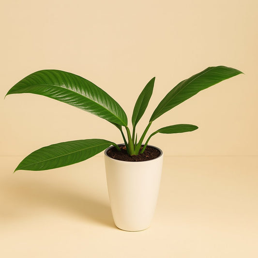 Philodendron Campiii - 40cm