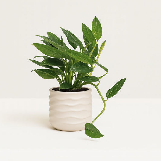 Philodendron Cobra - 50cm