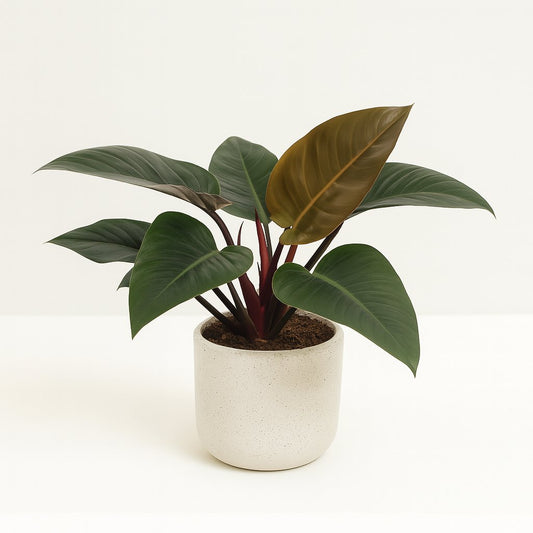 Philodendron Congo Red - 80cm