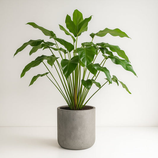 Philodendron Green Wonder - 100cm