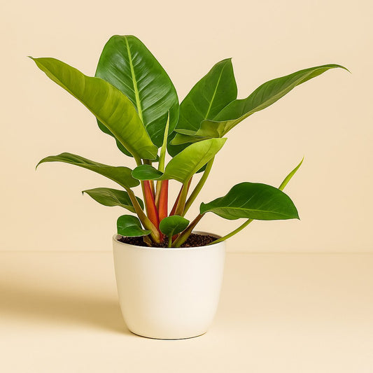 Philodendron Imperial Green - 55cm