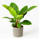Philodendron Imperial Green - 55cm in einem modernen Studio mit modernem Topf