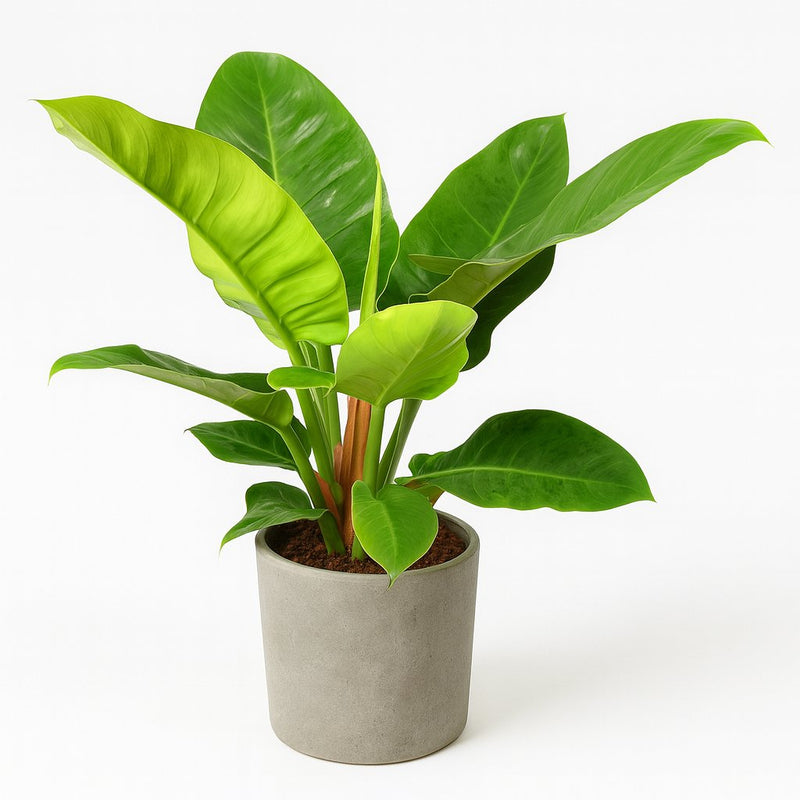 Philodendron Imperial Green Detail