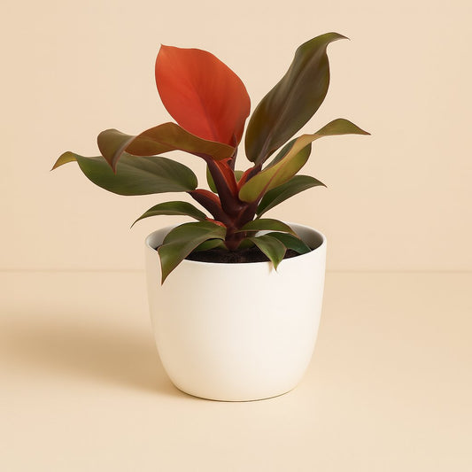 Philodendron Imperial Red - 25cm