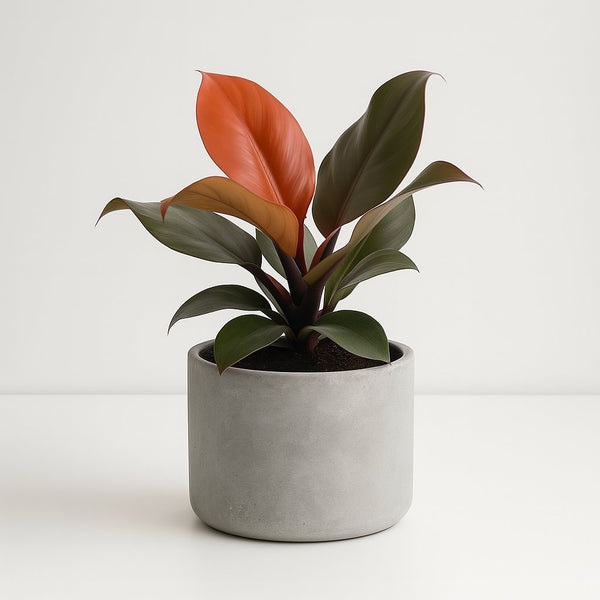 Philodendron Imperial Red | Groe Bltter & Robust  Florage.de