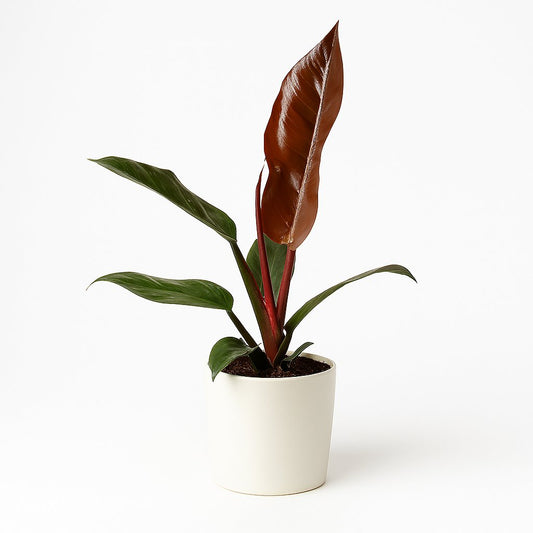 Philodendron Imperial Red Feel Green - 35cm