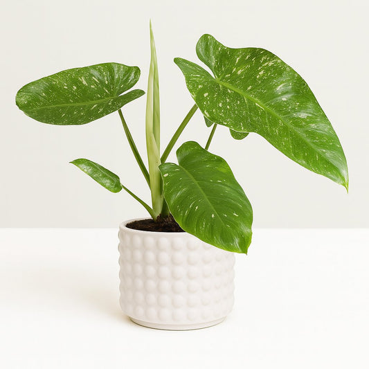 Philodendron Jose Buono - 45cm