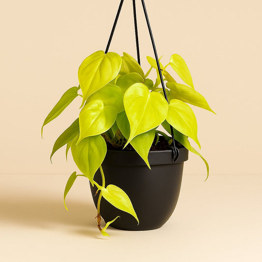 Philodendron Lime - 20cm