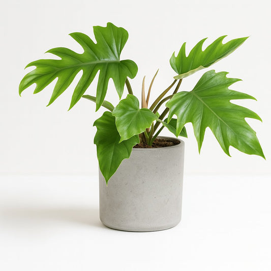 Philodendron Mayoi - 35cm