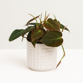 Philodendron Micans 15cm im 12cm Topf