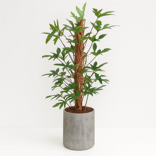 Philodendron Pedatum - 120cm
