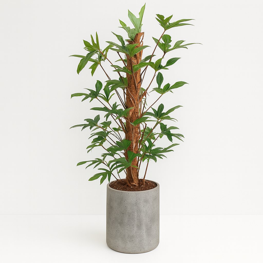 Philodendron Pedatum 120cm im 24cm Topf