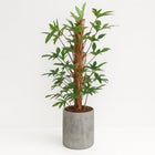 Philodendron Pedatum 120cm im 24cm Topf