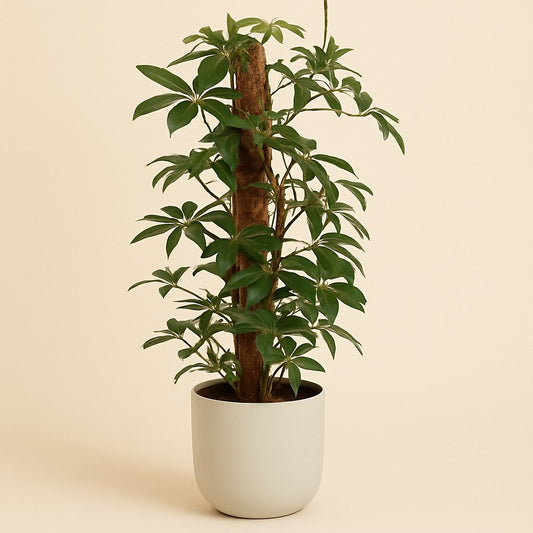 Philodendron Pedatum - 130cm