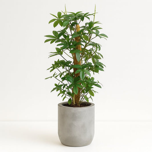 Philodendron Pedatum - 130cm