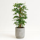 Philodendron Pedatum 130cm im 27cm Topf