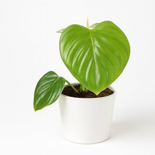 Philodendron Pittieri - 30cm